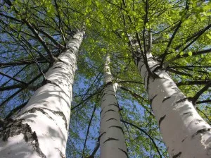 Bouleaux blancs aux troncs argentes dans un paysage russe